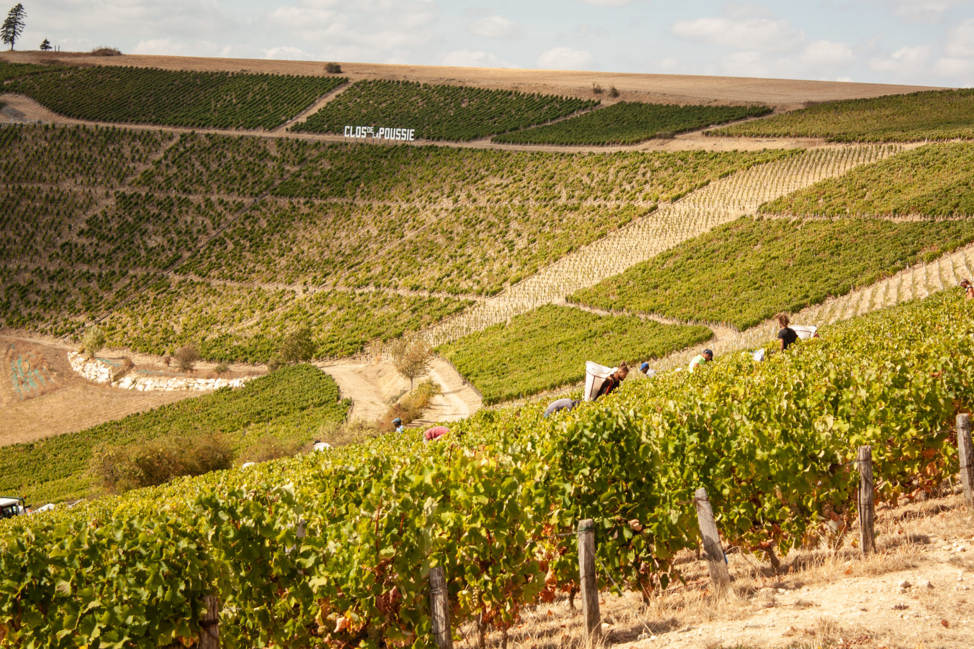An Introduction To: The Loire Valley
